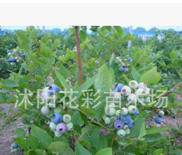 5年的蓝莓树苗 南方果树苗 兔眼蓝莓当年结果图2