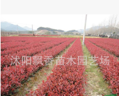 红叶石楠小苗 红叶石楠球 红叶石楠树 罗宾斯图3