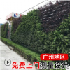 广东绿化工程绿色植物墙室外景观装饰背景立体垂直绿化植物墙工程