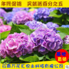 云南基地直销 绣球花种苗 园林庭院花坛盆栽观赏绣球八仙花小苗