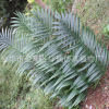 椰果树棕榈叶科热带绿植物园美洲工程博物馆椰子叶葵假树叶