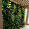 广东设计定制真植物墙草坪绿植墙绿化背景墙真植物墙绿植工程