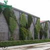广东定制设计装饰创意真植物墙绿植背景墙垂绿化墙壁装饰植物工程