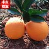 丰吉农业新鲜水果赣南脐橙皮薄多汁寻乌高山橙子时令水果10斤包邮