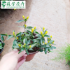 花卉绿植法国香水茉莉花盆栽 室内观花植物浓香花卉香水茉莉盆栽