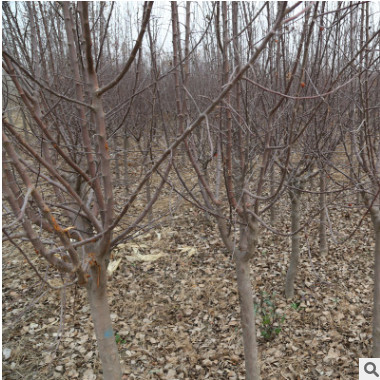 长期种植出售海棠价格低成活高道路绿化根系发达易管理海棠