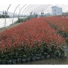 红叶石楠规格齐全质量高价格低的红叶石楠