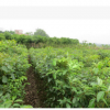 基地直销 绿化苗木批发 香樟树树苗 优质 成活率高