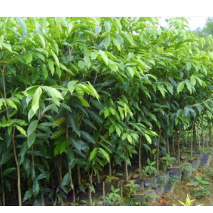 基地直销批发珍稀名贵苗木 奇楠沉香树苗 白木香