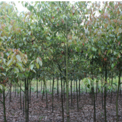 供应香樟树苗批发 2-3公分 常绿性