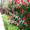 各种品种藤本月季 量大从优