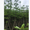 基地直销现货木棉树苗 多规格成品热带树 宏景园林种植基地