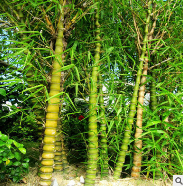 超值低价批发庭院观赏竹子-1-10cm罗汉竹、品种繁多、主杆直立