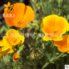 基地直销批发质优花凌草种籽 园林花卉栽培观赏花籽 易种植