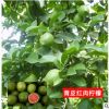 批发柠檬树种子香水柠檬种子黄柠檬青柠檬种子当季新种子水果种子