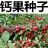 新采钙果种子 农大钙果树种子中华钙果种子树苗水果之星 欧李种子