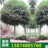 批发常绿乔木桂花树 高杆桂花 园林绿化苗木 桂花树苗批发