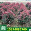 红叶石楠球 净化空气 红叶石楠苗 庭院种植 绿化工程苗批发