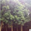 【杜英树】绿化苗木杜英 多种绿色植物杜英 苗木采购工程8-20公分