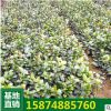 茶花灌木小苗 绿化苗 绿化工程 大量批发园林花卉苗