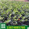 茶梅小苗 树苗基地批发 绿化苗木 园林观花植物茶梅苗 供应