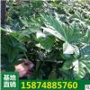 苗木基地种植 八角金盆批发 灌木类 苗木 工程绿化 工程苗