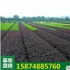 红花继木小苗 庭院绿化工程苗 园林工程红花继木 道路色块苗