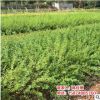 长期供应 迎春 迎春苗 优质迎春树 迎春绿化苗木