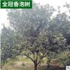 各种规格全冠香泡树移栽骨架香泡树园林景观果木柚子树批发
