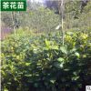 基地供应茶花苗各种规格品种精球毛球 花坛湿地绿化盆栽灌木