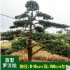 饱满园林绿化景观树 造型罗汉松 8-15cm 造型罗汉松盆景