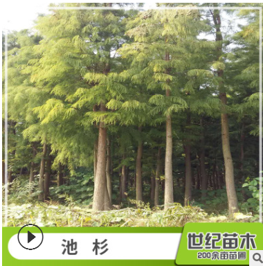 池杉水杉苗批发 工程绿化苗木图3