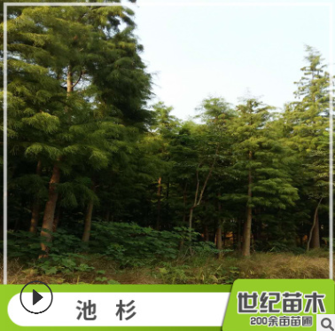 池杉水杉苗批发 工程绿化苗木图2