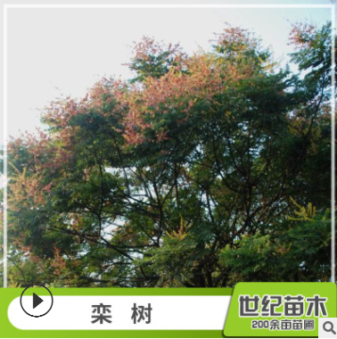 栾树 胸径5-25cm绿化苗木 苗圃供应树苗批发图2