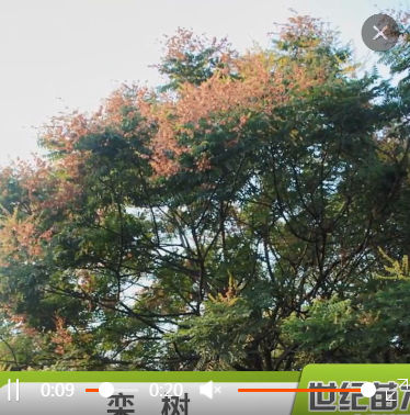 栾树 胸径5-25cm绿化苗木 苗圃供应树苗批发图3