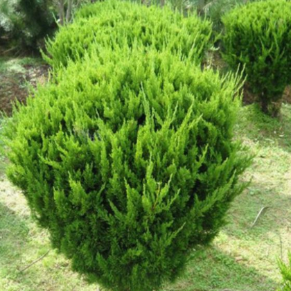 精品龙柏球 一年四季常青 庭院工程各种苗木