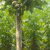供应绿化苗木 法桐 胸径20公分 优质苗木