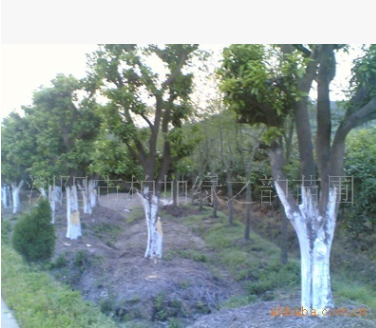 景观绿化树苗香泡树 又名柚子树 树形优美 苗木基地直供
