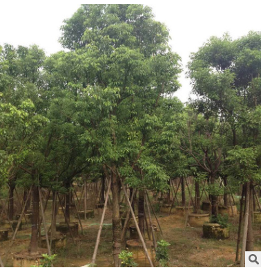 绿化树苗全冠香樟 大量出售鲜全冠香樟 红森林园艺