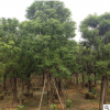 绿化树苗全冠香樟 大量出售鲜全冠香樟 红森林园艺