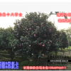 银杏　高端大方独特茶花别墅庭院美化珍藏大树直径10-20cm