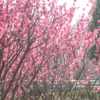 红梅树苗直销 园林观赏 冬季花卉