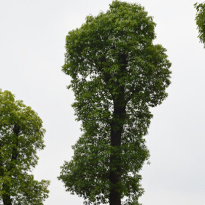 供应40公分切杆樟树多杆香樟工程树