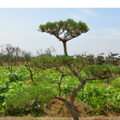 供应12公分景观造型黑松树