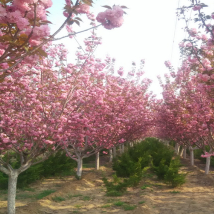 正羽丰种养 樱花 仅供参考,不作交易价格，批发面议