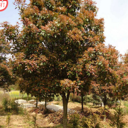 正羽丰种养 石楠 仅供参考,不作交易价格，批发面议 单品主打