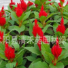 批发花卉种子 鸡冠花种子 鸡冠花 发芽率高 量大从优