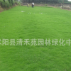 进口草坪种 四季青草种 早熟禾草籽 早熟禾种子