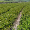 大量供应宁波茶梅色块小苗