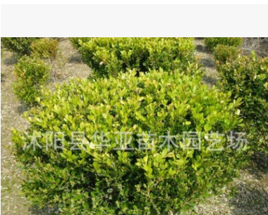 基地大量批发大叶黄杨球 冬青球 小叶黄杨 绿篱四季常青绿化苗木图2